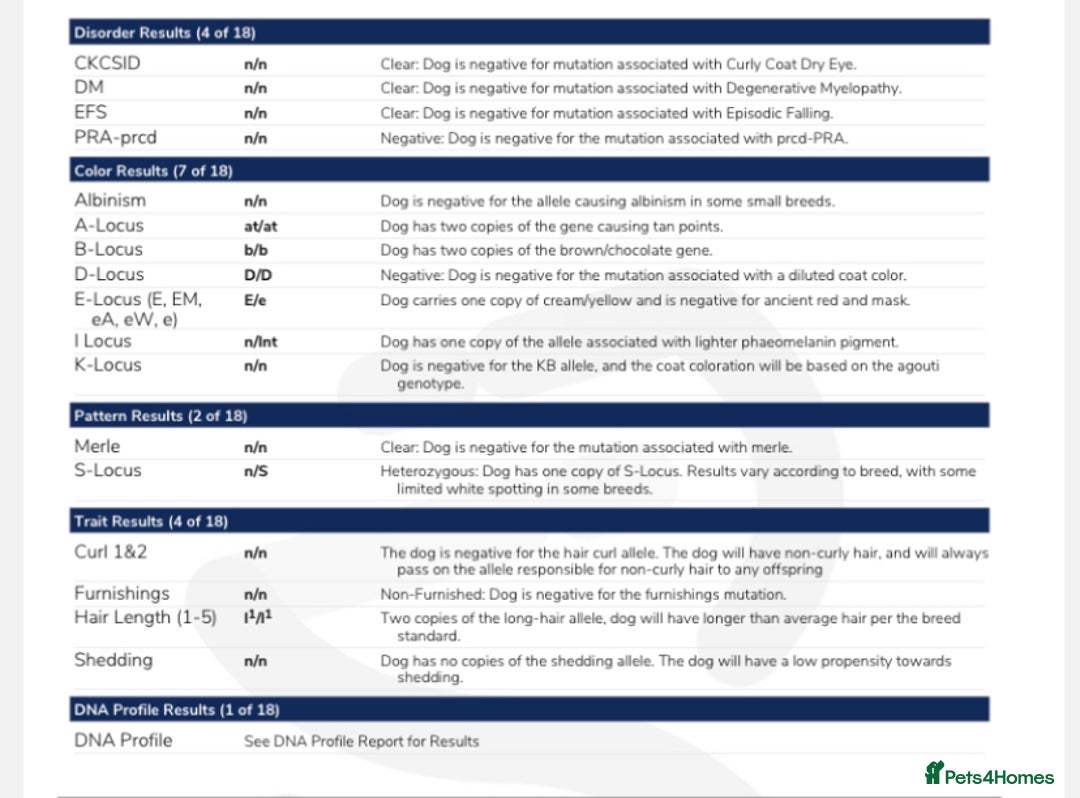 Cavalier King Charles Spaniel dogs for stud: 🤎 Chocolate and Tan 🤎  - Advert 8