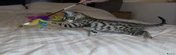 Savannah cats for sale: Stunning Davannah kittens - Advert 4