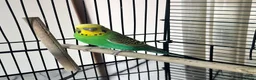 Budgerigars birds for sale: Male budgie in Doncaster - Advert 2