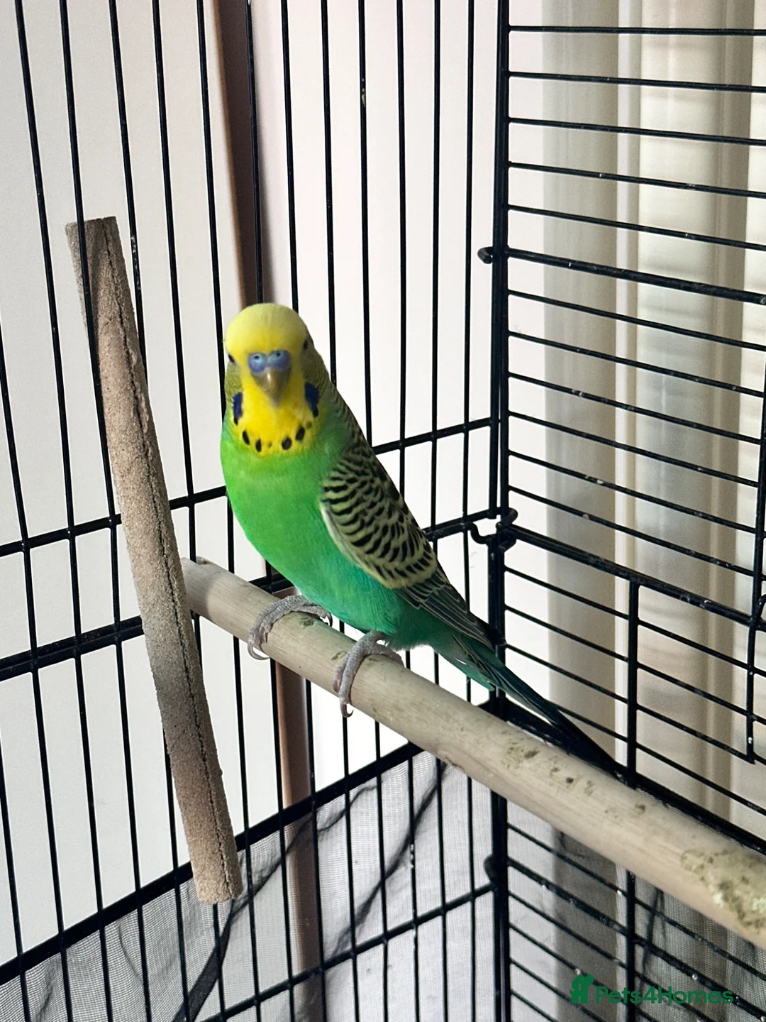 Budgerigars birds for sale: Male budgie in Doncaster - Advert 2