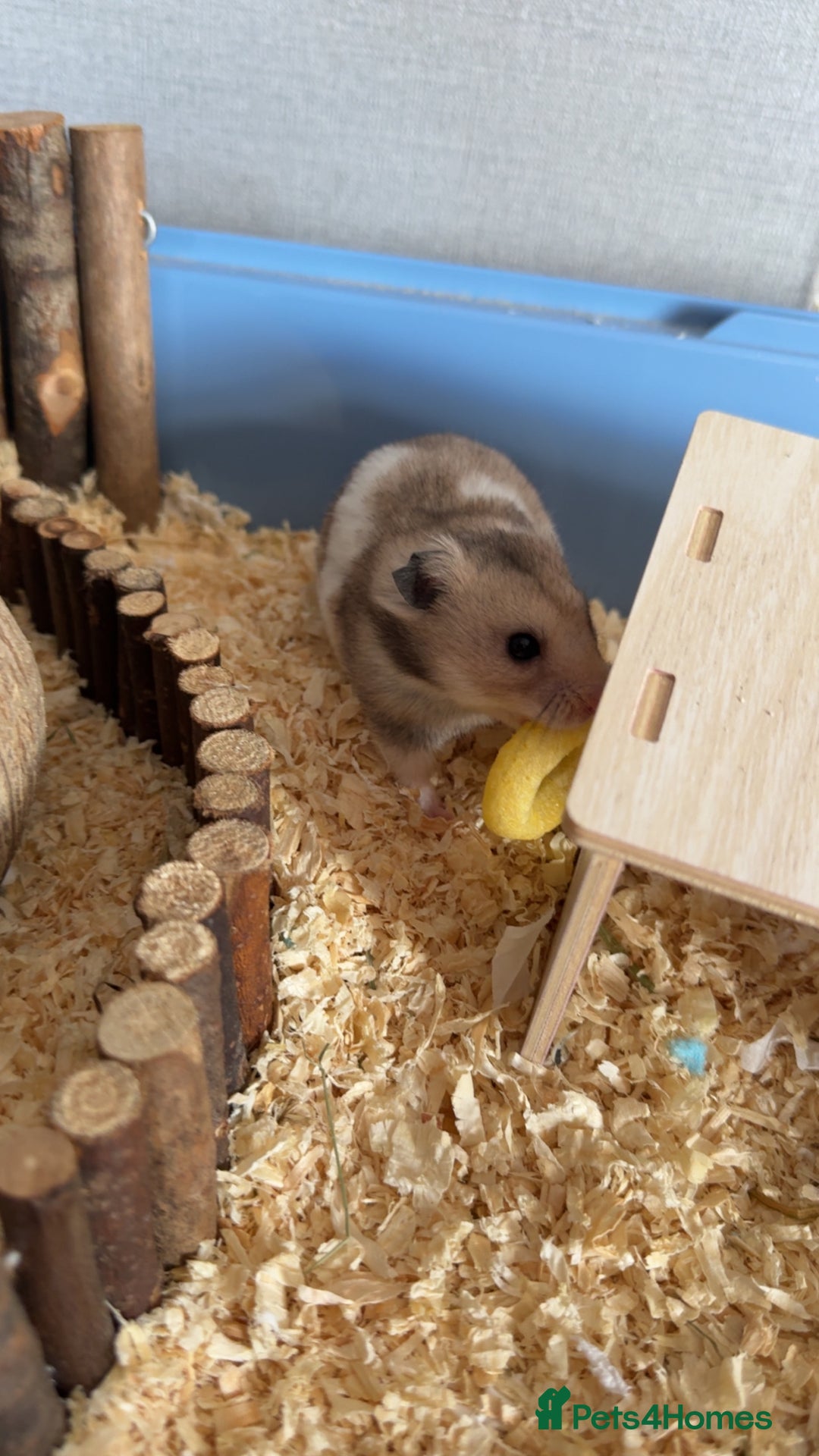 Hamster rodents for sale: 2 hamsters  - Advert 3