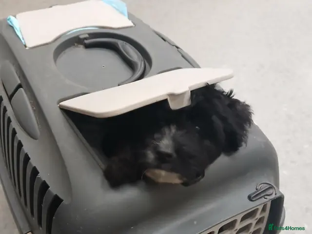 Cockapoo dogs for sale: Beautiful F1 cockapoo puppies - Advert 17