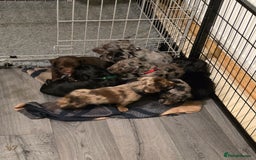 Mixed Breed dogs for sale: Doxiepoos  - Image 17