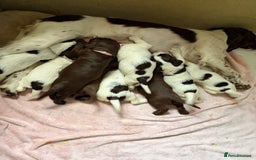 Sprocker dogs for sale: 9 Sprocker puppies  - Image 4