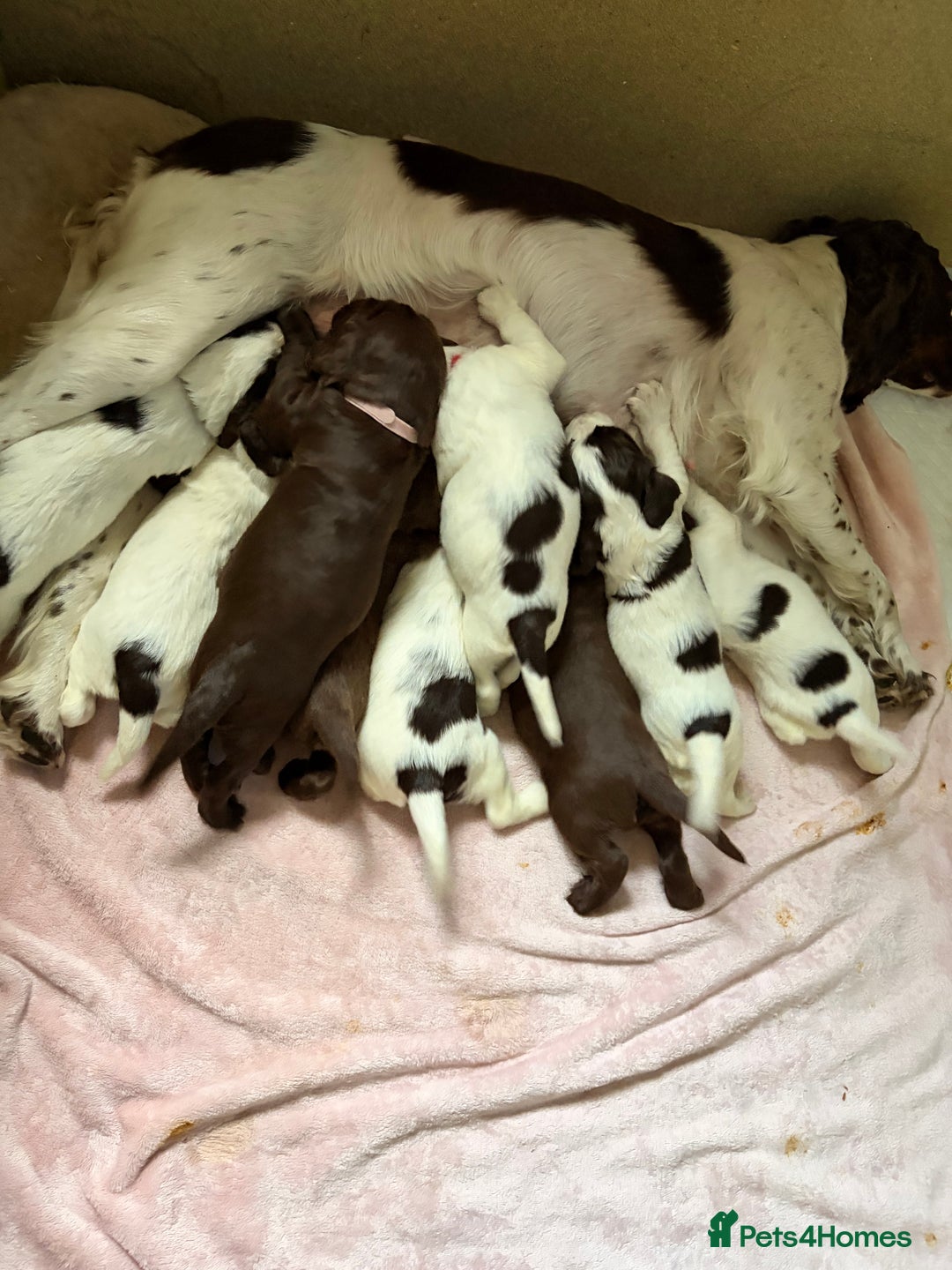 Sprocker dogs for sale: 9 Sprocker puppies  - Image 4