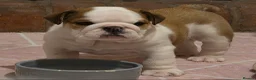 English Bulldog dogs for sale: Two Kc registered pups available  in Bolton - Advert 3