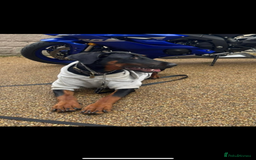 Dobermann dogs for sale: *Stunning Top/Best Bloodline Dobermanns For Sale* - Image 19