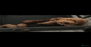 Cockapoo dogs - Advert 1