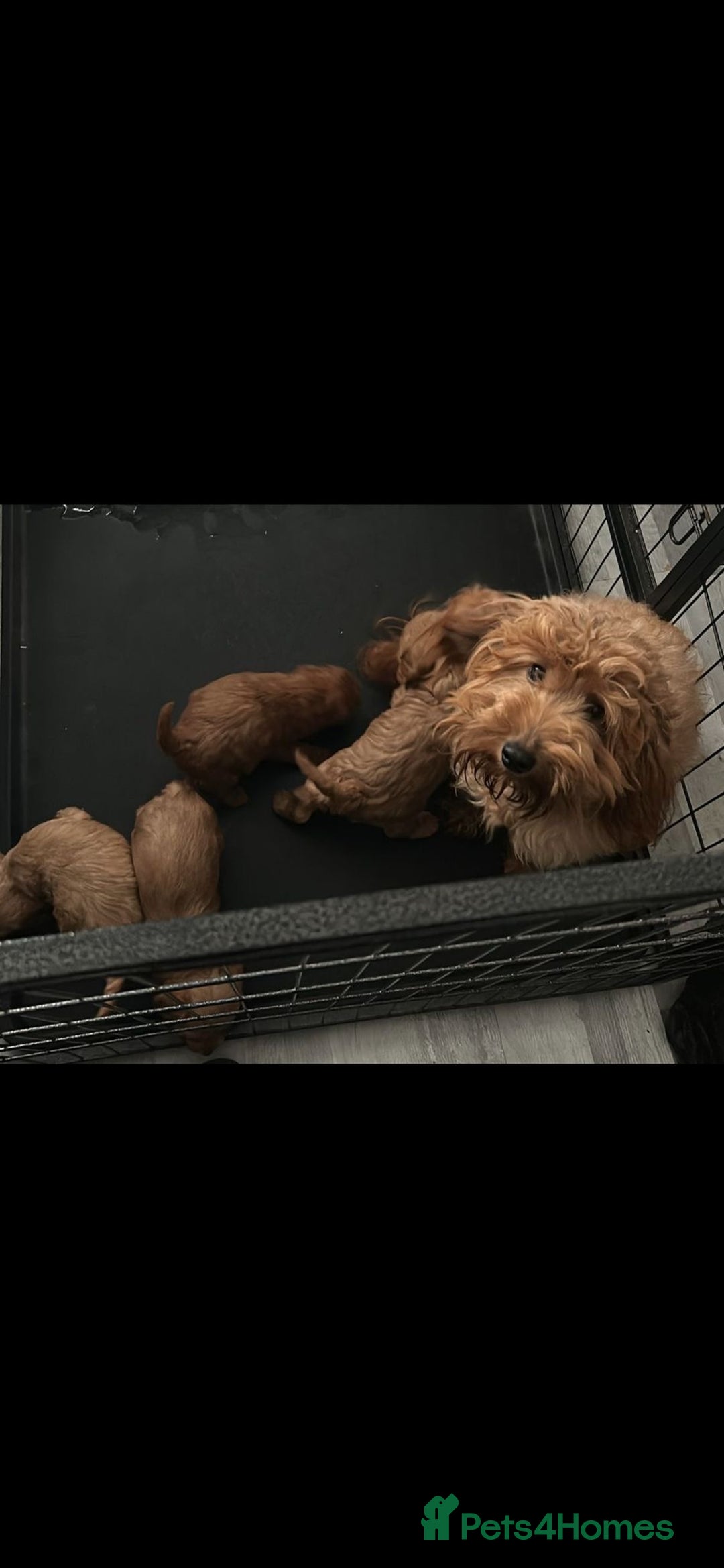 Cockapoo dogs for sale: F1B Cockapoo red  Puppies - Image 11