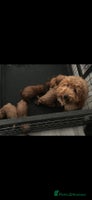 Cockapoo dogs - Advert 6