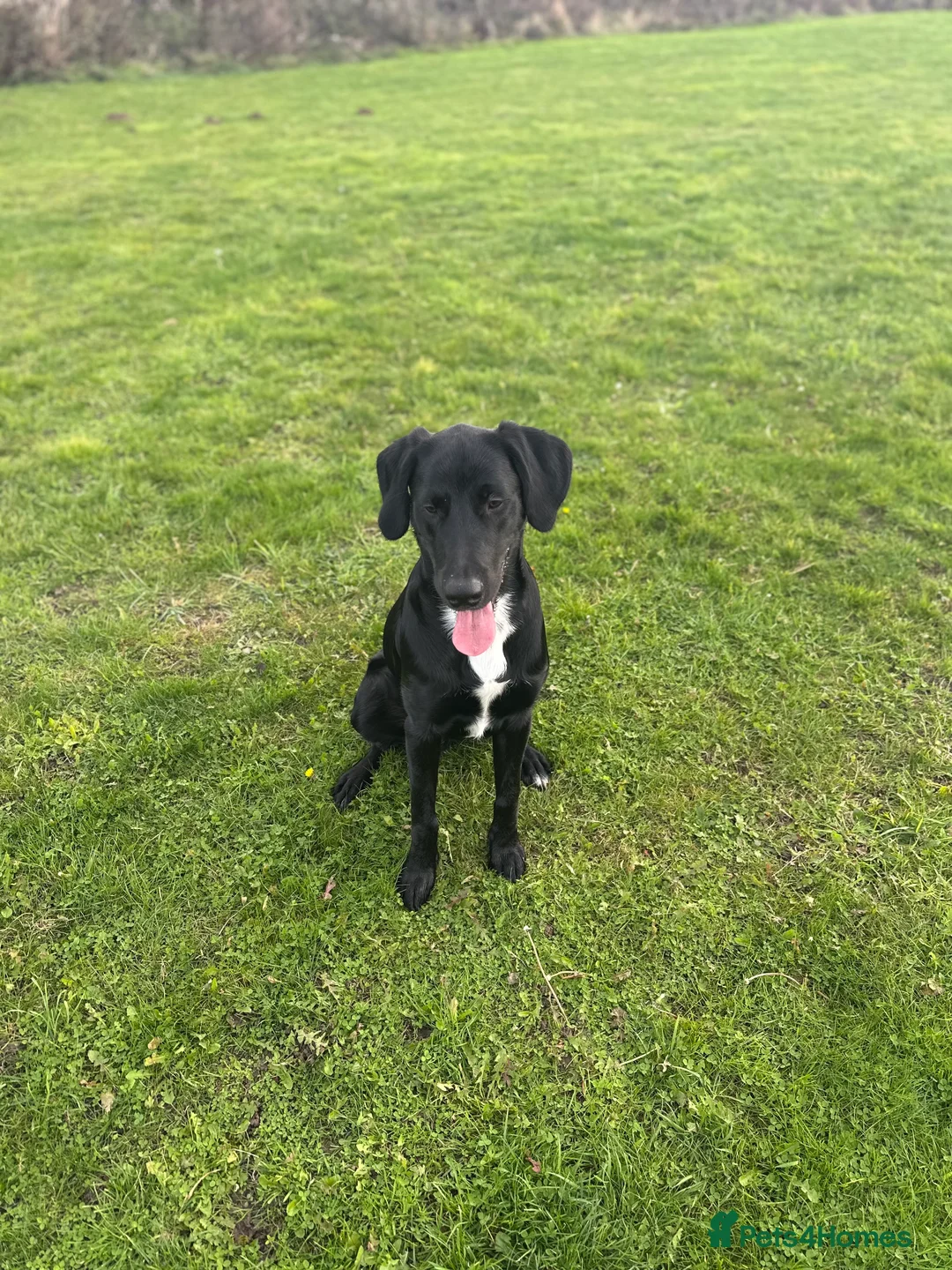 Mixed Breed dogs for sale: Teddy  - Advert 3