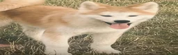 Japanese Akita Inu dogs for sale: Stunning Male puppies  - Advert 2