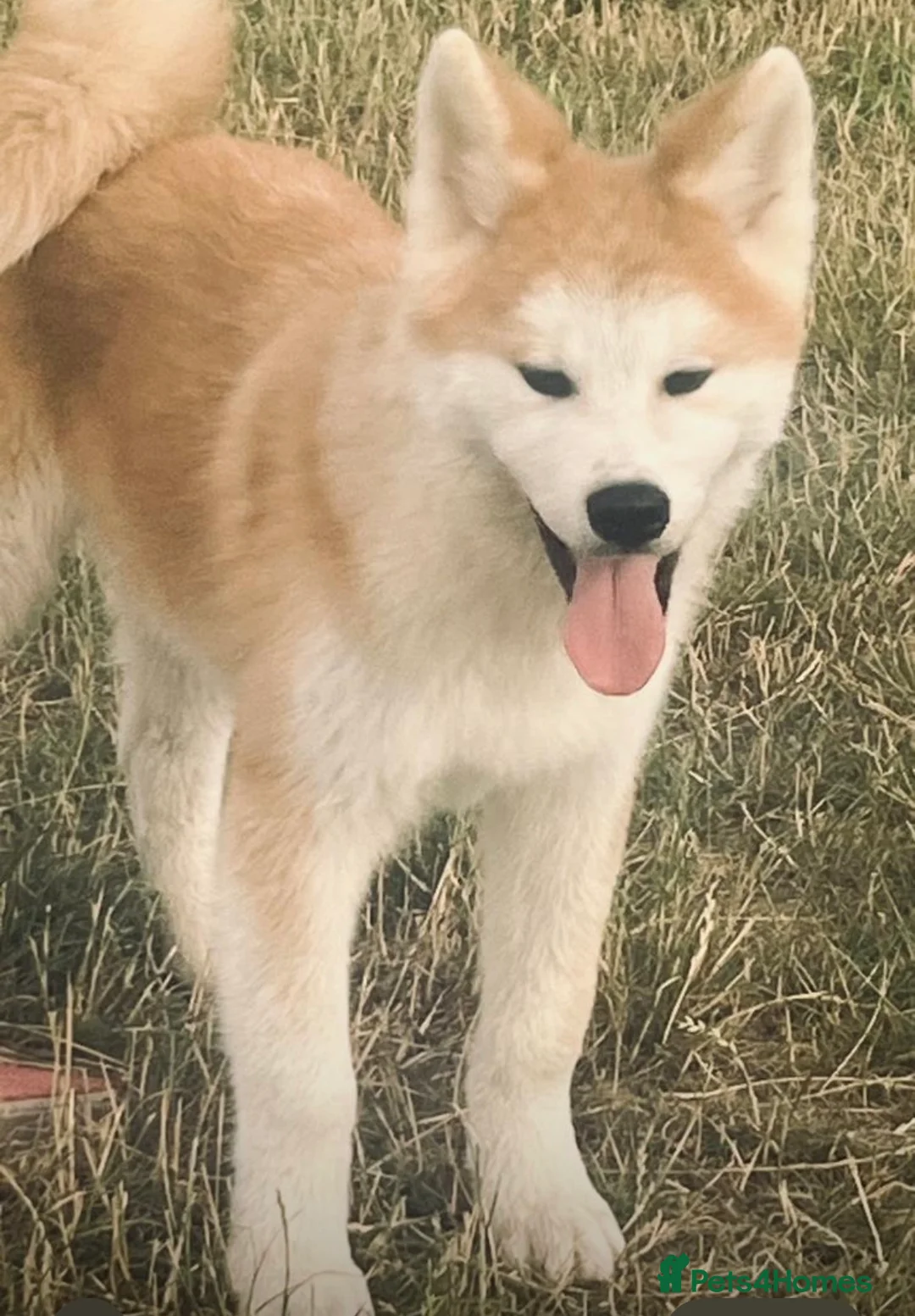 Japanese Akita Inu dogs for sale: Stunning Male puppies  - Advert 2