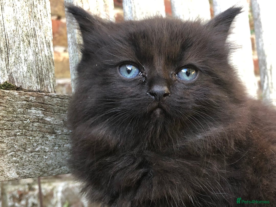 Mixed Breed cats for sale: Violet’s kittens - Image 8