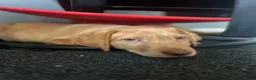 Labrador Retriever dogs for sale: Top Quality Fox Red Labradors - Advert 5