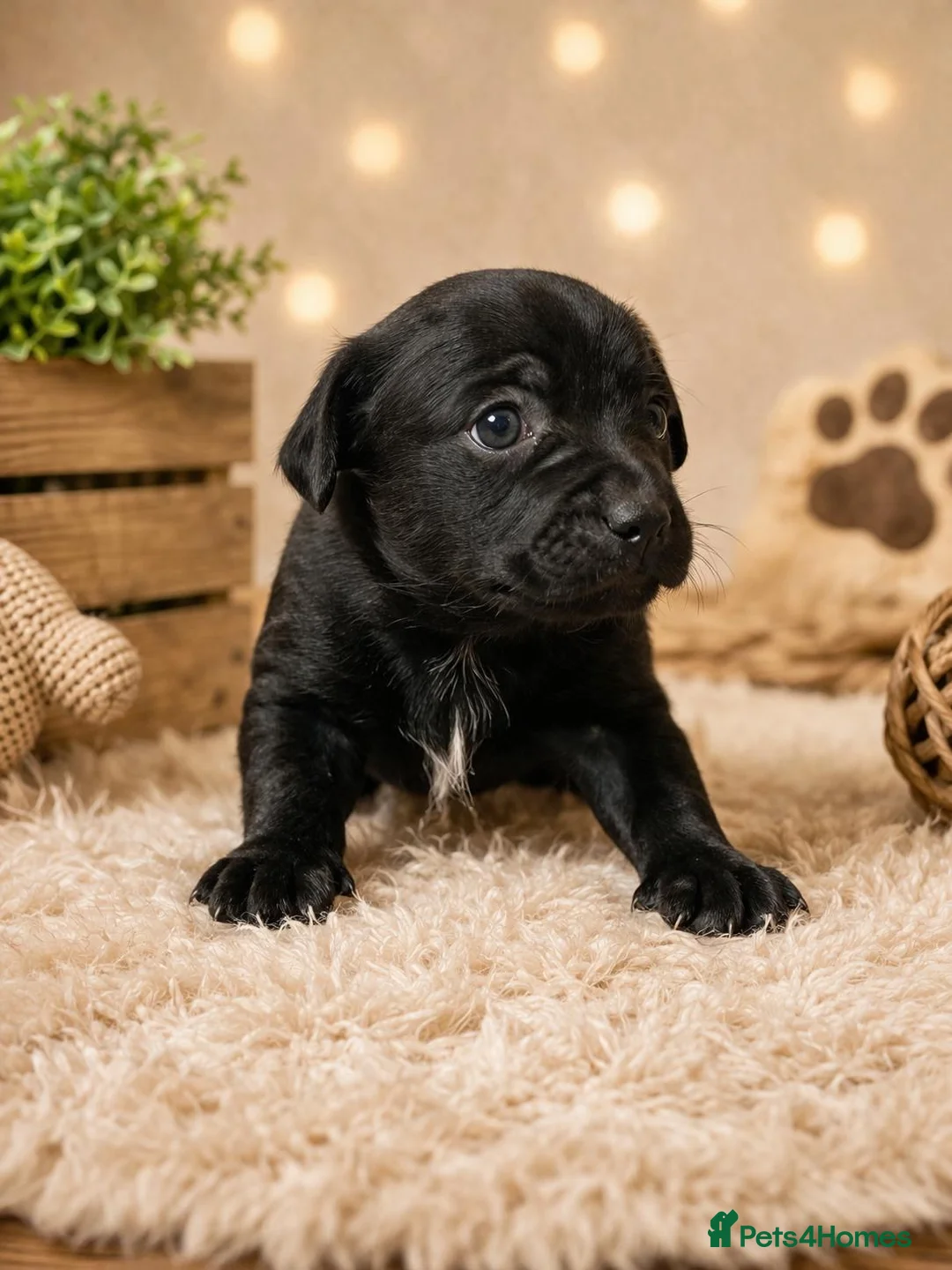 Mixed Breed dogs for sale: 3 beautiful jack cross boys  - Advert 6