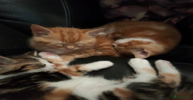 Bengal cats Adorable kittens looking for loving home. - Advert 9
