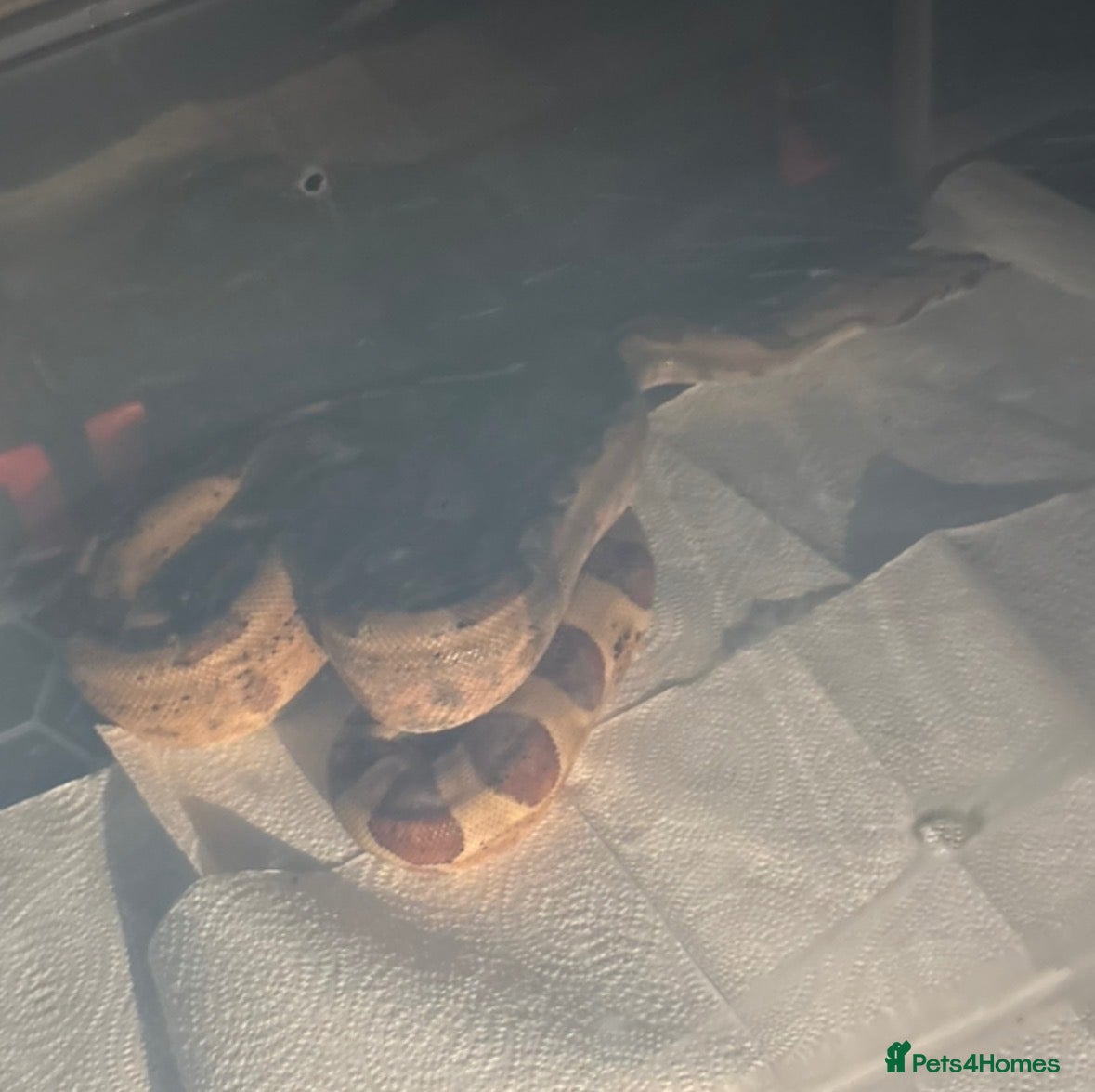 Boa Snake reptiles Young boa  - Advert 1