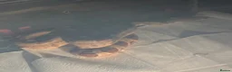 Boa Snake reptiles for sale: Young boa  - Advert 1