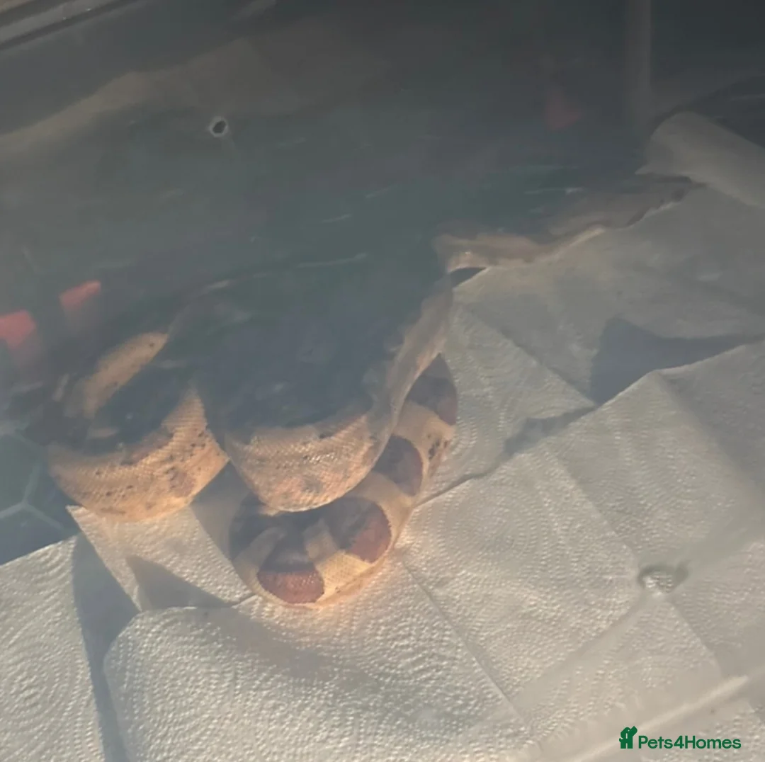 Boa Snake reptiles for sale: Young boa  - Advert 1