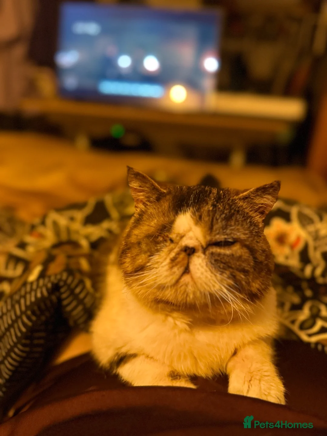 Exotic cats for sale: Exotic shorthair cat - Advert 2