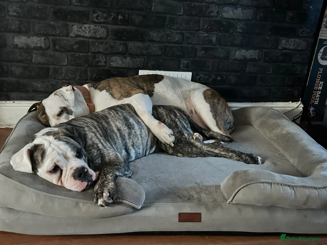 Mixed Breed dogs for sale: Beautiful Nova  - Advert 1