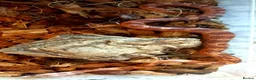 Corn Snake reptiles for sale: Cornsnakes forsale males females 2025 hatchlings  - Advert 8