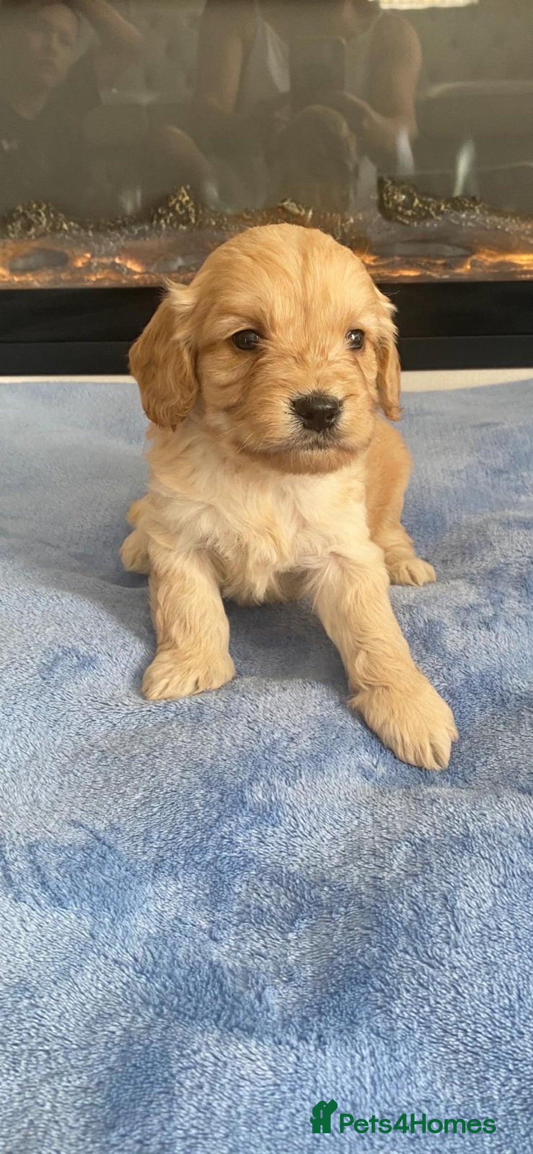 Cockapoo dogs for sale: F1 Cockapoos - Image 6