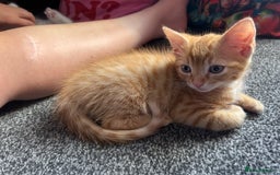 Mixed Breed cats for sale: Male kittens - Image 4