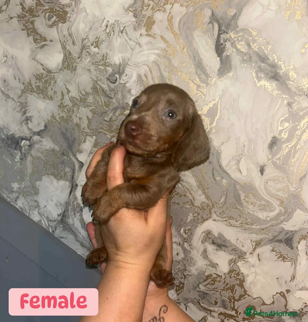 Miniature Dachshund dogs for sale: Minature Dachshund puppys  - Advert 22