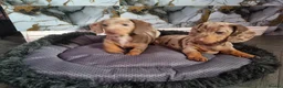 Dachshund dogs for sale: 🐾 2 Male Dachshund Puppies – 6 Weeks Old 🐾 - Advert 6