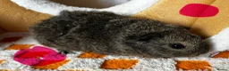 Guinea Pig rodents for sale: Baby Male & Female Guinea Pigs - Advert 6
