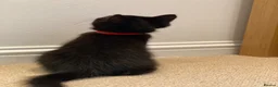 Mixed Breed cats for sale: Beautiful black kitten - girl - Advert 6