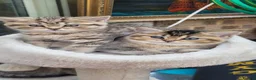 Scottish Fold cats for stud: STUD SERVICE AVAILABLE SCOTTISH FOLD  IN CROYDON  - Advert 10