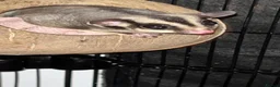Sugar Glider rodents for sale: 2 female sugar glders in South Ockendon - Advert 9