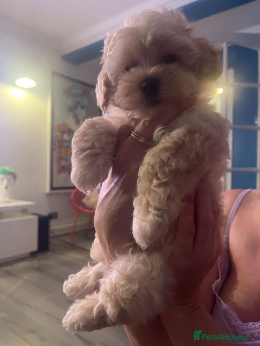 Maltipoo dogs for sale: Toy Maltipoos  - Advert 2