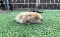 Mini Lop rabbits for sale: 2 PUREBRED MINI LOPS LEFT - Image 3
