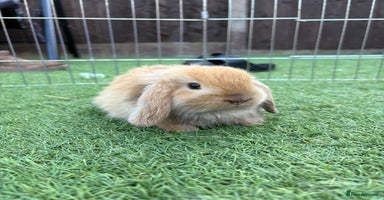 Mini Lop rabbits - Advert 13