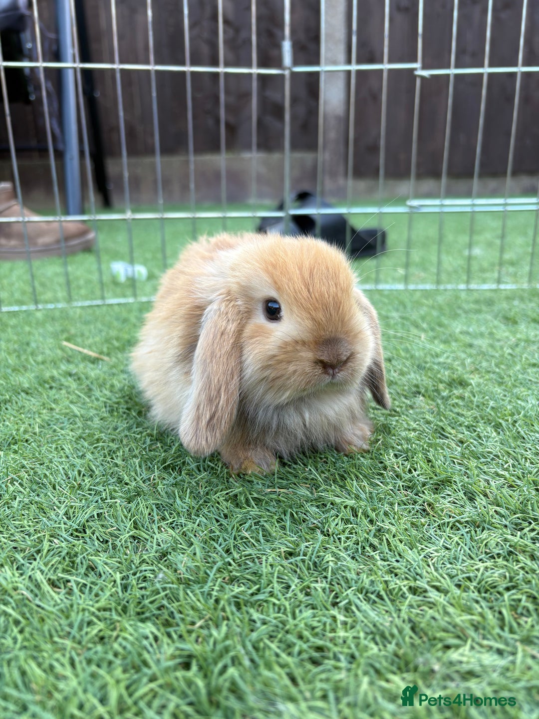 Mini Lop rabbits for sale: 2 PUREBRED MINI LOPS LEFT - Image 3