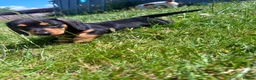 Miniature Dachshund dogs for sale: Miniature Dachshund Puppies  in Carlisle - Advert 16