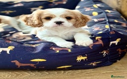 Cavalier King Charles Spaniel dogs for sale: 1 Adorable Cavalier King Charles Puppy for sale - Image 1