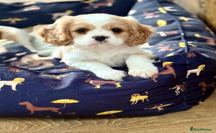 Cavalier King Charles Spaniel dogs - Advert 2