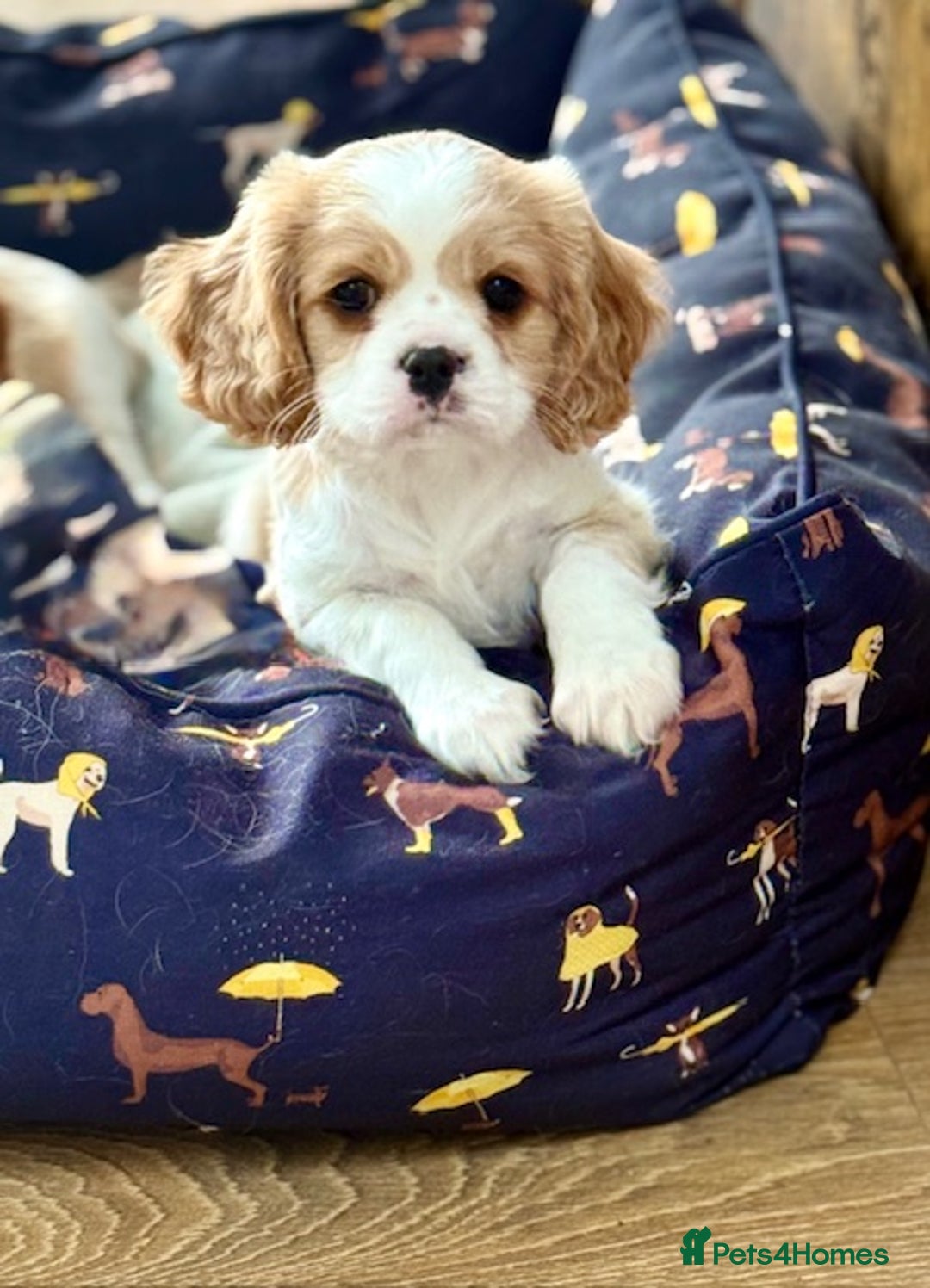 Cavalier King Charles Spaniel dogs for sale: 1 Adorable Cavalier King Charles Puppy for sale - Image 1