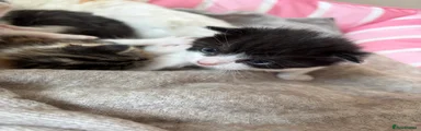 Domestic Shorthair 2