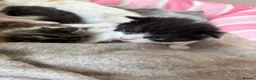 Domestic Shorthair cats for sale: 4 Female kitten  - Advert 4