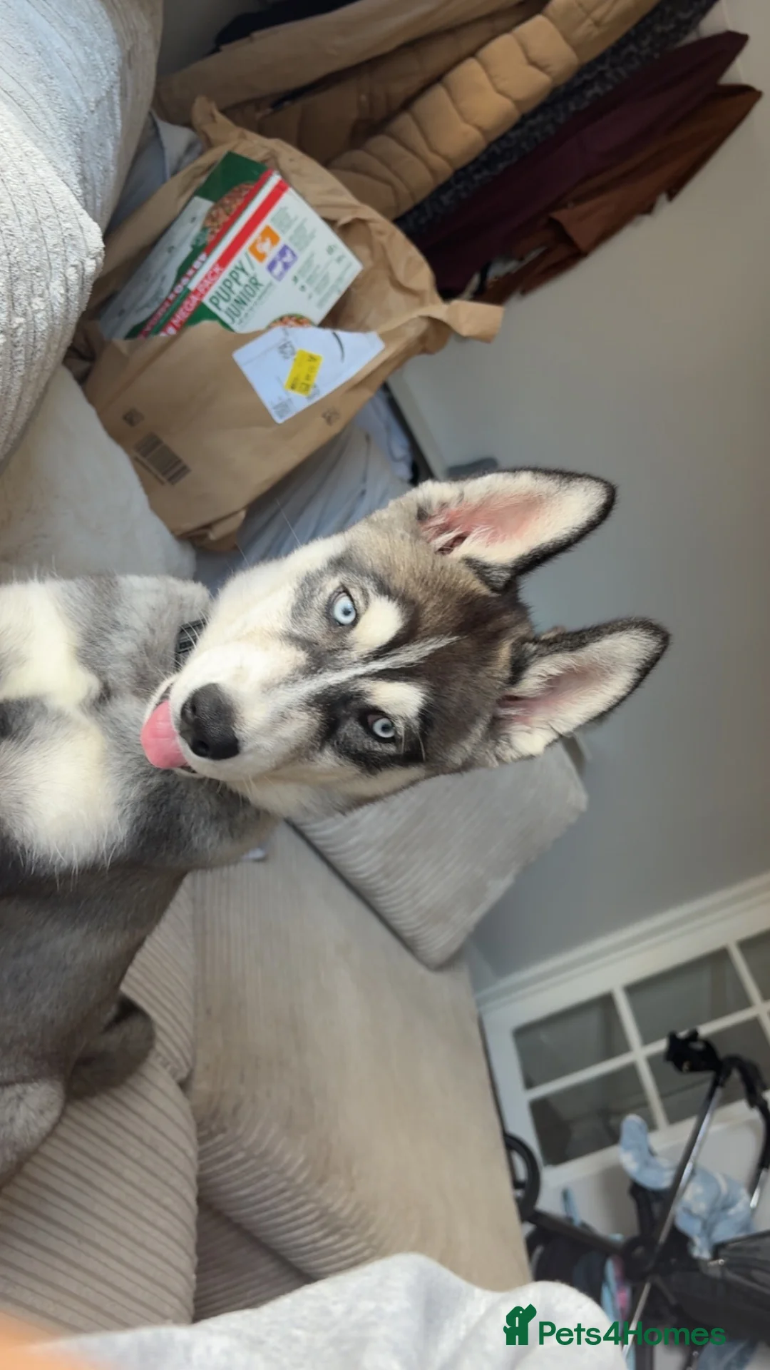 Siberian Husky dogs for sale: Siberian husky  in Slough - Advert 1