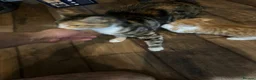 Mixed Breed cats for sale: Damian - Advert 6