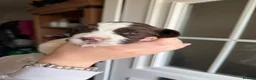 English Springer Spaniel dogs for sale: Springer spaniels puppies - Advert 16