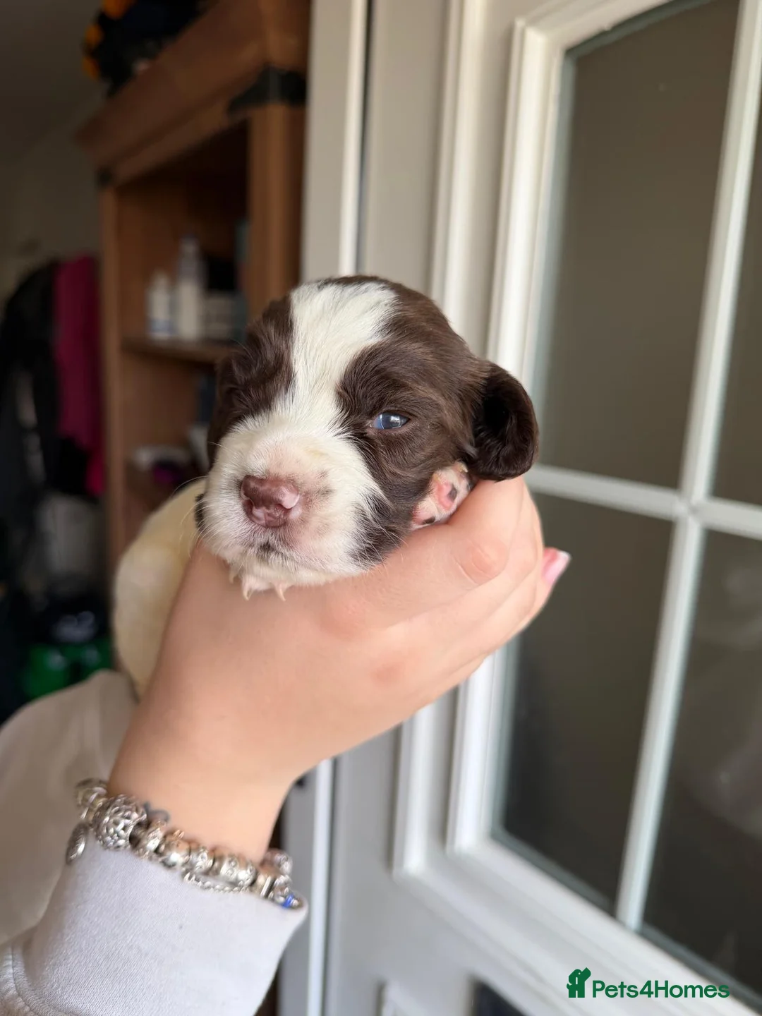 English Springer Spaniel dogs for sale: Springer spaniels puppies - Advert 16