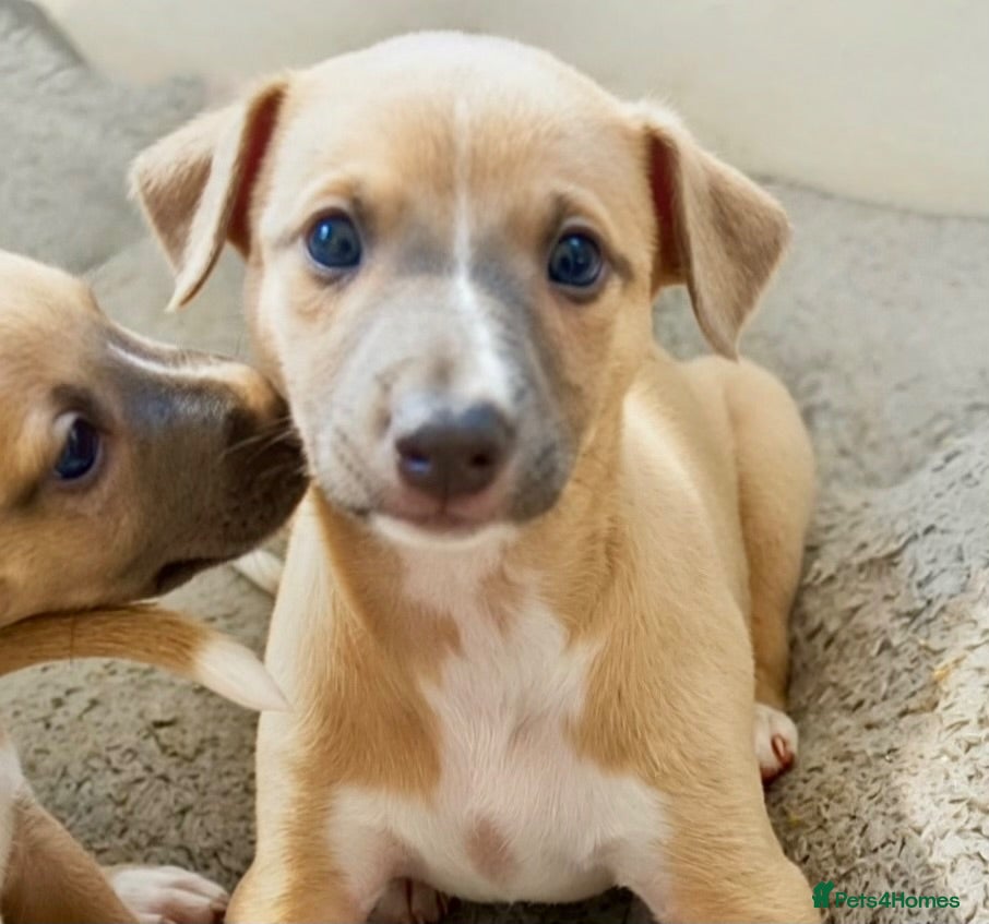 Whippet dogs Crufts winning parents - Advert 3